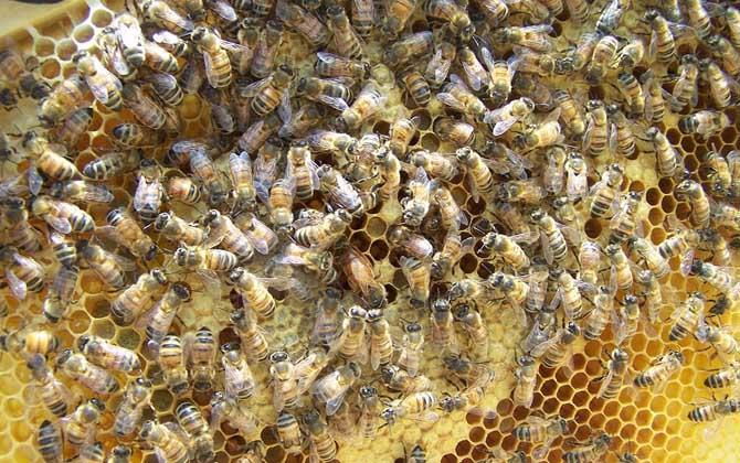 蜂群里蜂王死了怎么辦? 蜂王死了怎么辦