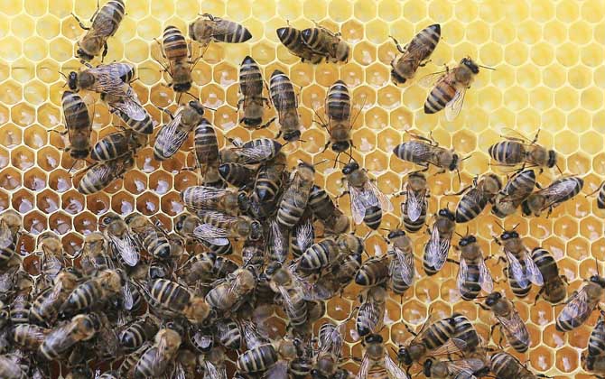 蜜蜂秋季繁殖技術(shù)視頻 蜜蜂秋繁技術(shù)