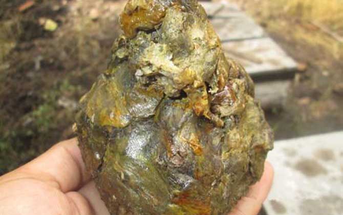 蜂膠的正確吃法及最佳時間 蜂膠