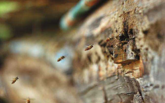 長白山中蜂哪里能買到? 長白山中蜂