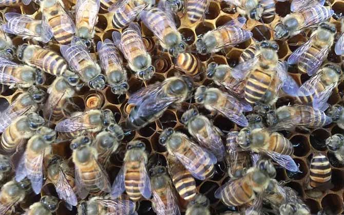 2021年中蜂王多少錢(qián)一只? 中蜂王多少錢(qián)一只