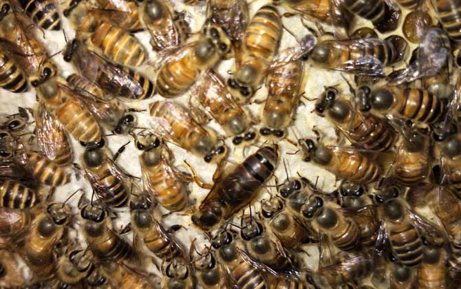 2021年中蜂王多少錢(qián)一只? 中蜂王多少錢(qián)一只