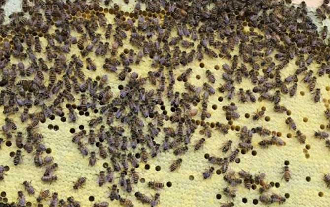 2021年中蜂多少錢一箱? 中蜂