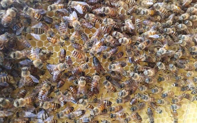 在農(nóng)村老家養(yǎng)蜜蜂要花多少錢? 養(yǎng)蜜蜂