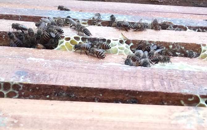 蜜蜂養(yǎng)殖成本和利潤怎么計算? 蜜蜂養(yǎng)殖