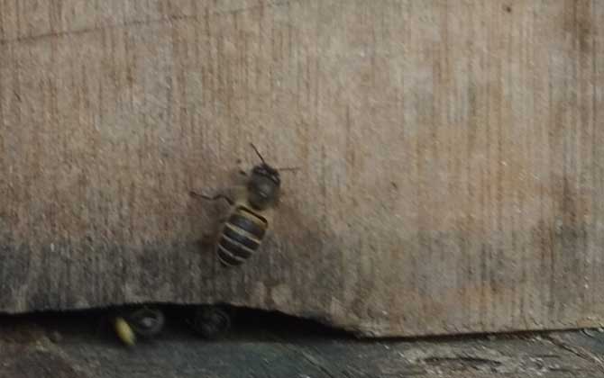 蜜蜂養(yǎng)殖成本和利潤怎么計算? 蜜蜂養(yǎng)殖