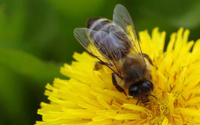 蜜蜂為什么不蜇養(yǎng)蜂人? 蜜蜂蜇人