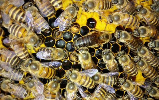 養蜂一年收入怎么樣? 養蜂