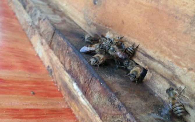 養20箱蜜蜂利潤有多少? 養蜂