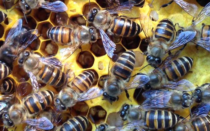 養20箱蜜蜂利潤有多少? 養蜂