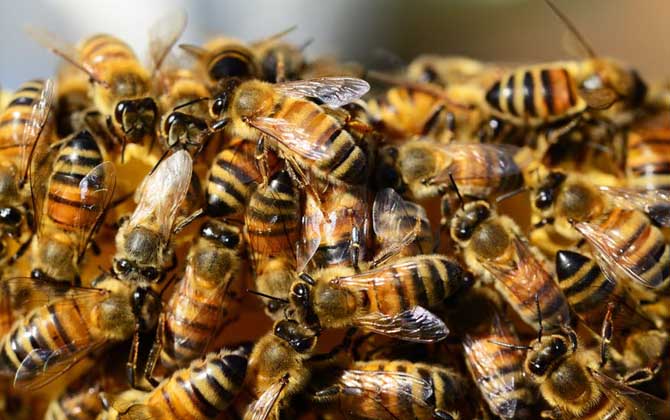 蜜蜂養(yǎng)殖有發(fā)展前景嗎? 蜜蜂養(yǎng)殖