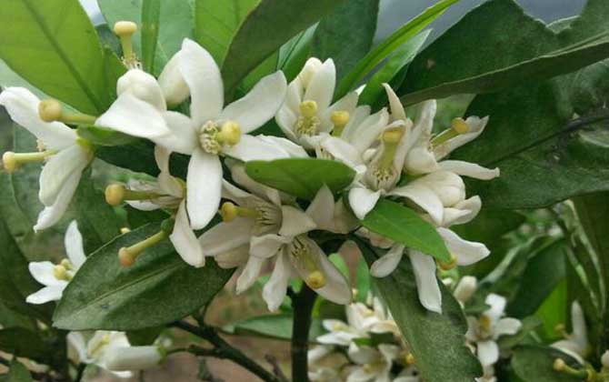 蜜源植物種類及圖片大全 柑桔