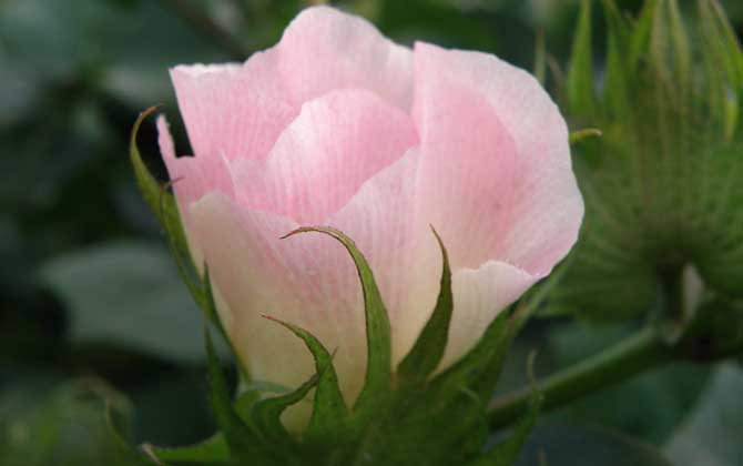 蜜源植物種類及圖片大全 棉花