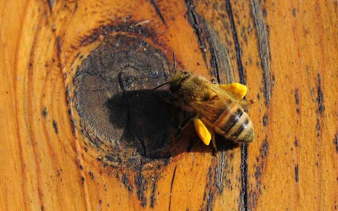 蜂產品的種類及圖片大全 蜂花粉