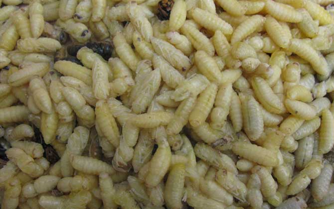 蜂產品的種類及圖片大全 蜂蛹