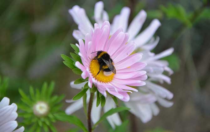 世界上有多少種蜜蜂? 蜜蜂