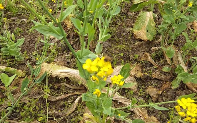 蜜蜂的生活環境特性 蜜蜂