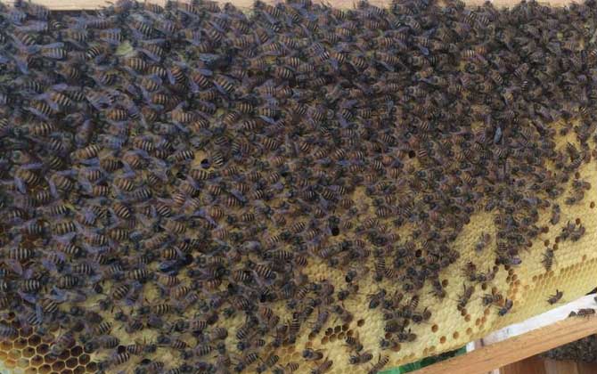 處女蜂王什么時候交尾? 處女蜂王