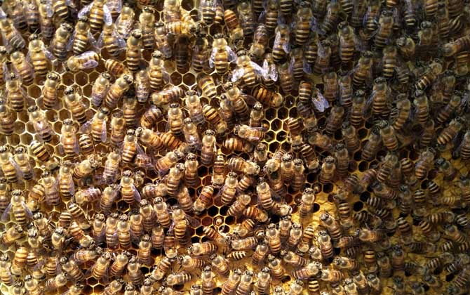 處女蜂王什么時候交尾? 處女蜂王