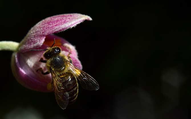 蜜蜂的采集范圍有多大? 蜜蜂