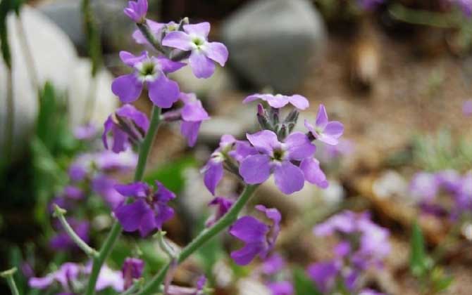 夏季有哪些蜜源植物? 苜蓿