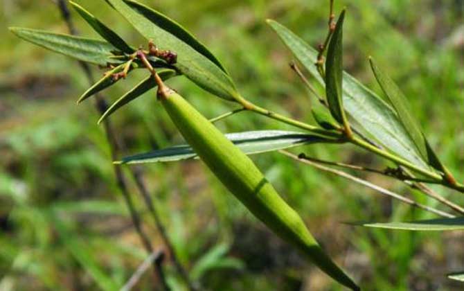 夏季有哪些蜜源植物? 老瓜頭