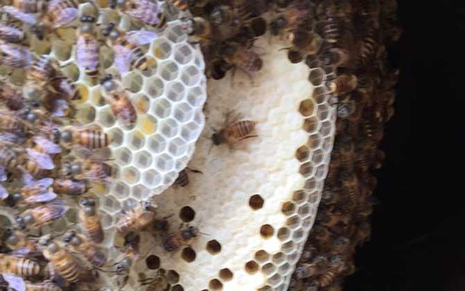 野蜜蜂是怎樣過冬的? 蜜蜂過冬