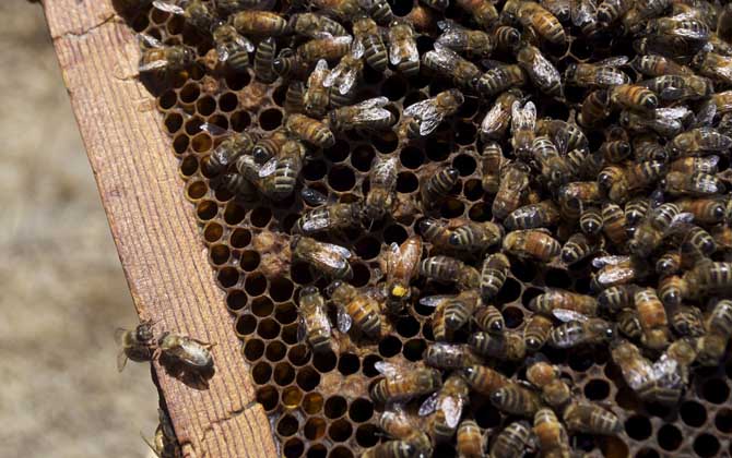 蜂王是公的還是母的? 蜂王