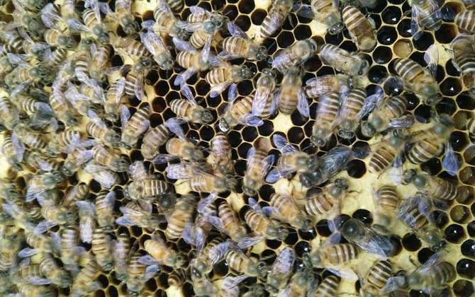 雄蜂試飛后多久發生分蜂? 雄蜂