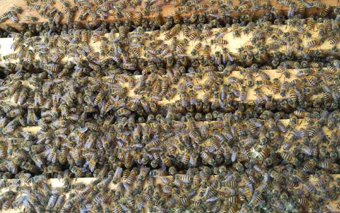 雄蜂試飛后多久發生分蜂? 雄蜂