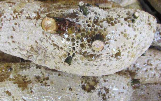 蜜蜂的種類及圖片大全 小蜜蜂