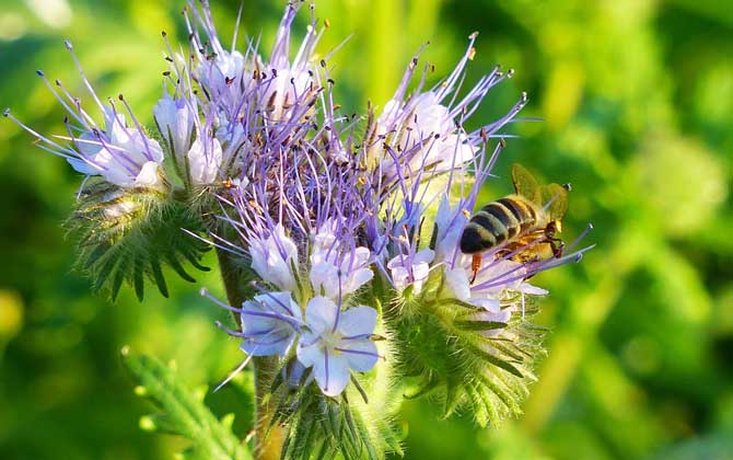 蜜蜂的一生是怎樣度過的? 蜜蜂
