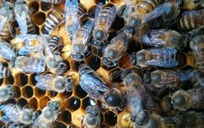 被土蜂蟄了怎么處理? 土蜂