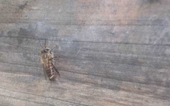 土蜂和洋蜂有什么區別? 土蜂