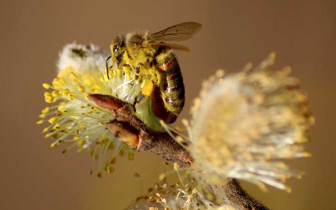 蜜蜂采花蜜是為了什么? 蜜蜂采蜜