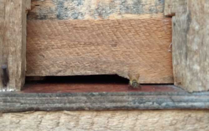 蜜蜂不出巢的原因是什么? 蜜蜂