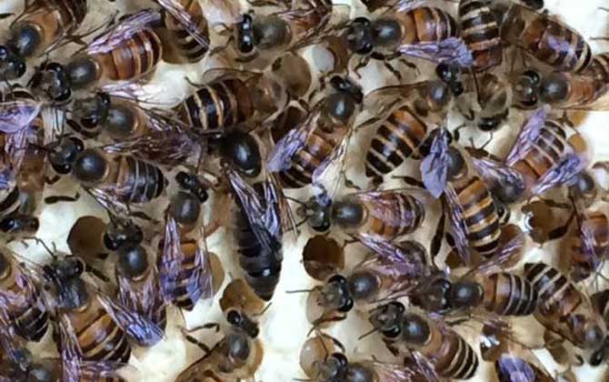 蜜蜂失王了幾天飛走? 蜂王