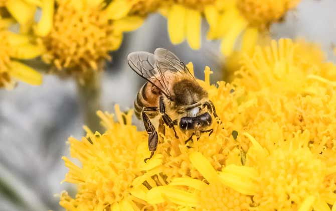 蜜蜂入屋筑巢是什么征兆? 蜜蜂