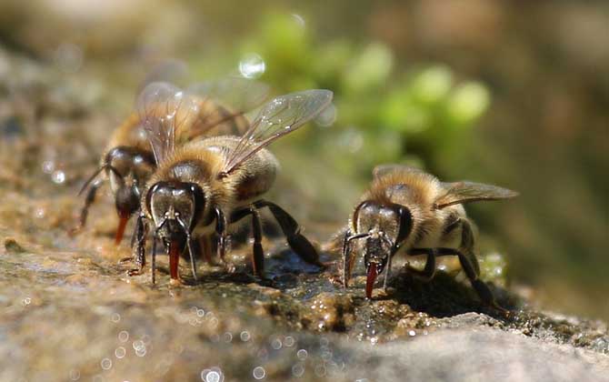普通工蜂和偵查蜂怎么區分? 工蜂