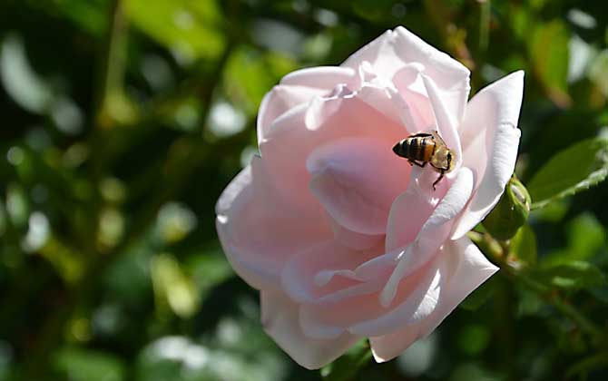 被蜜蜂蟄了會(huì)自愈嗎? 蜜蜂