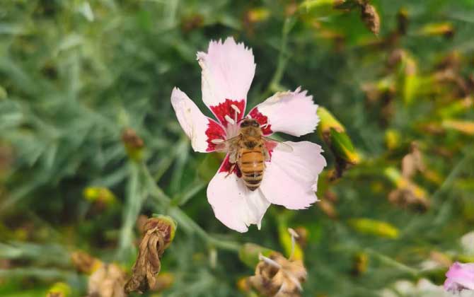 被蜜蜂蟄了會(huì)自愈嗎? 蜜蜂