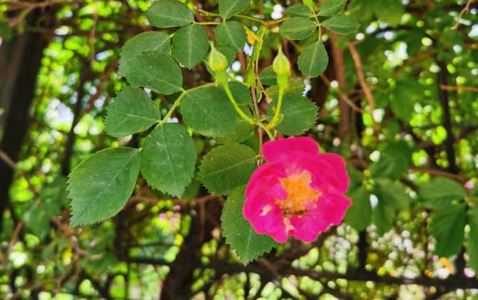 被蜜蜂蟄了擦什么藥膏? 蜜蜂