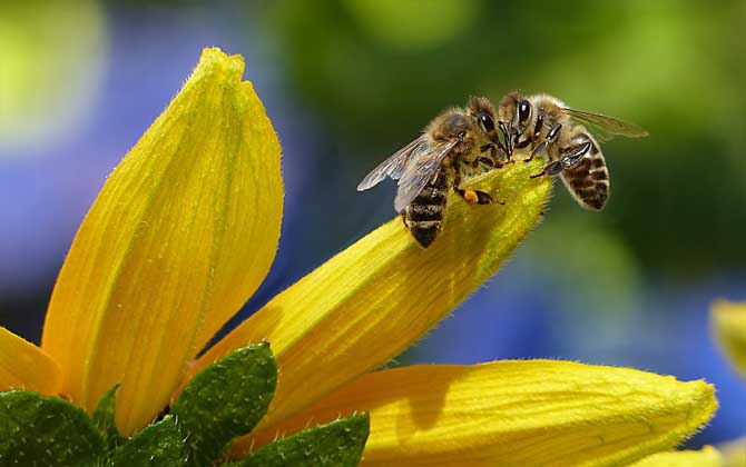 蜜蜂蟄了2天又腫又癢怎么辦? 蜜蜂