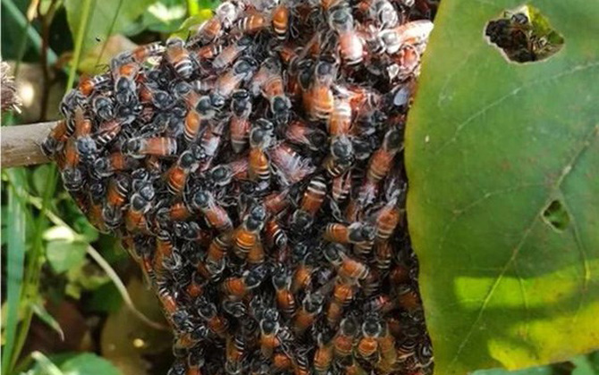 黑小蜜蜂是不是野生的? 黑小蜜蜂