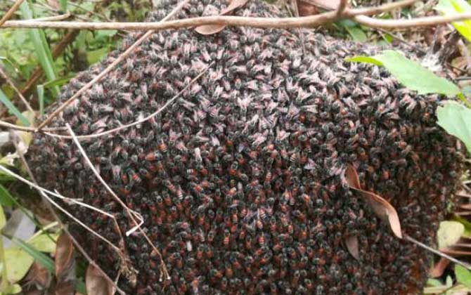 黑小蜜蜂是不是野生的? 黑小蜜蜂