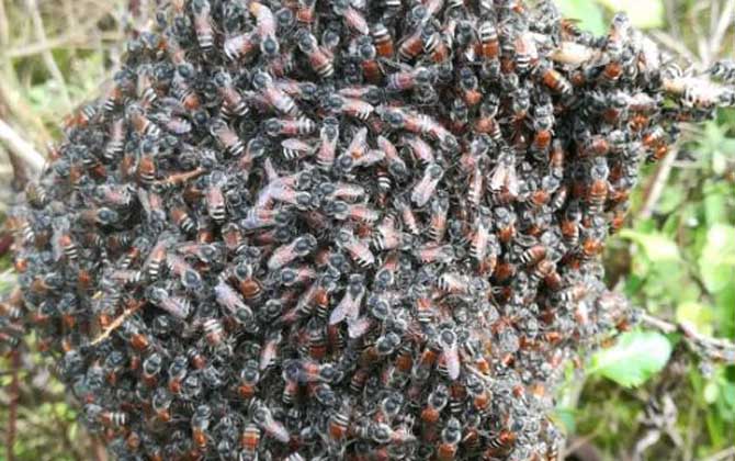 黑小蜜蜂是不是野生的? 黑小蜜蜂