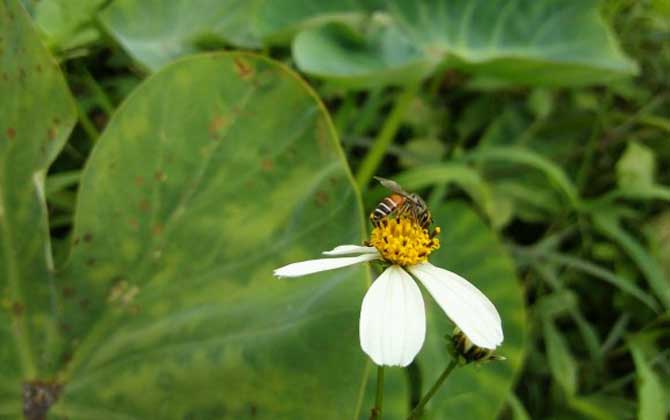 黑小蜜蜂蜇人有毒嗎? 黑小蜜蜂