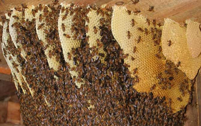 東北黑蜂高效養殖技術 東北黑蜂