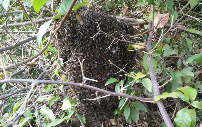 空蜂箱怎么引來蜜蜂? 空蜂箱怎么引蜜蜂