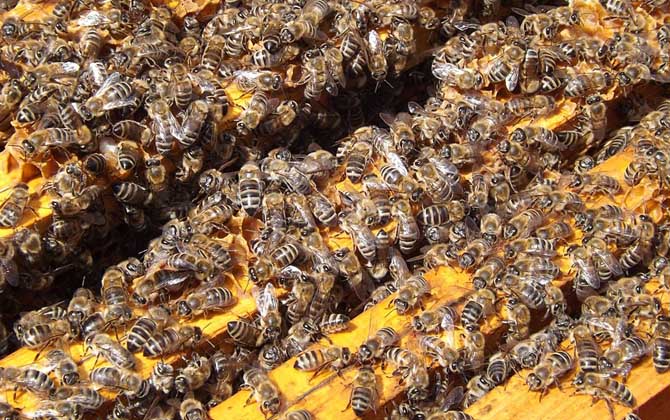 蜜蜂春繁技術(shù)